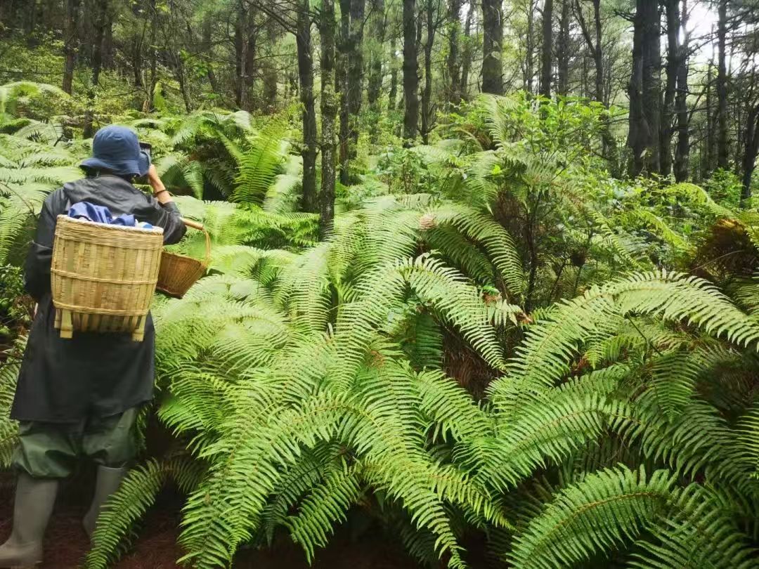 Caminata por el bosque de helechos (distancia media)