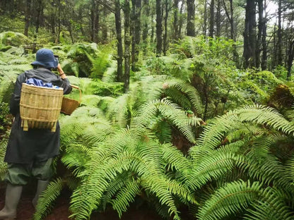 Randonnée dans la forêt de fougères (moyenne distance) 