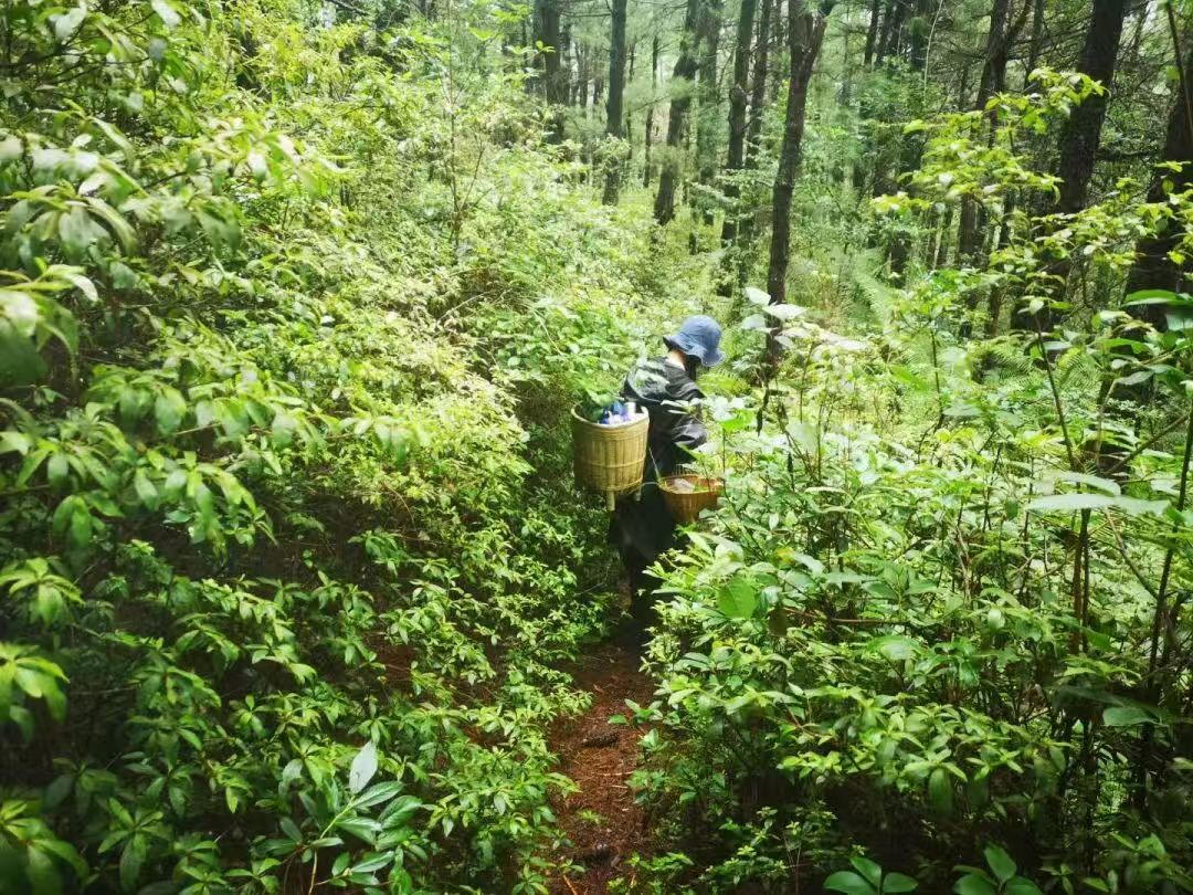 Caminata por el bosque de helechos (distancia media)