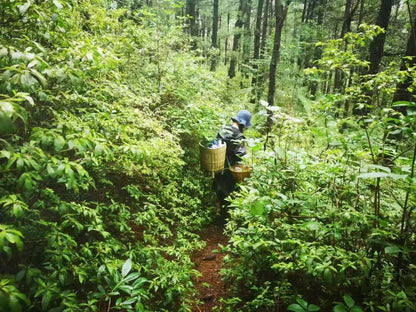 Randonnée dans la forêt de fougères (moyenne distance) 