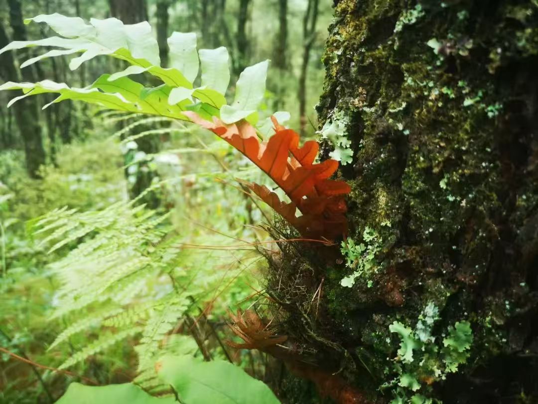 Randonnée dans la forêt de fougères (moyenne distance) 