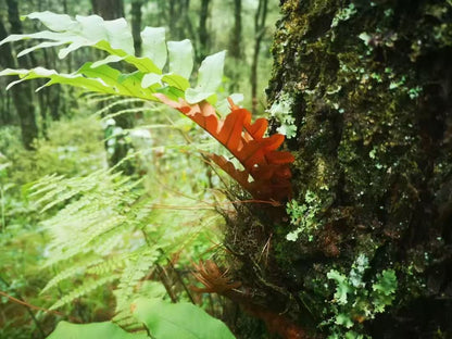 Randonnée dans la forêt de fougères (moyenne distance) 