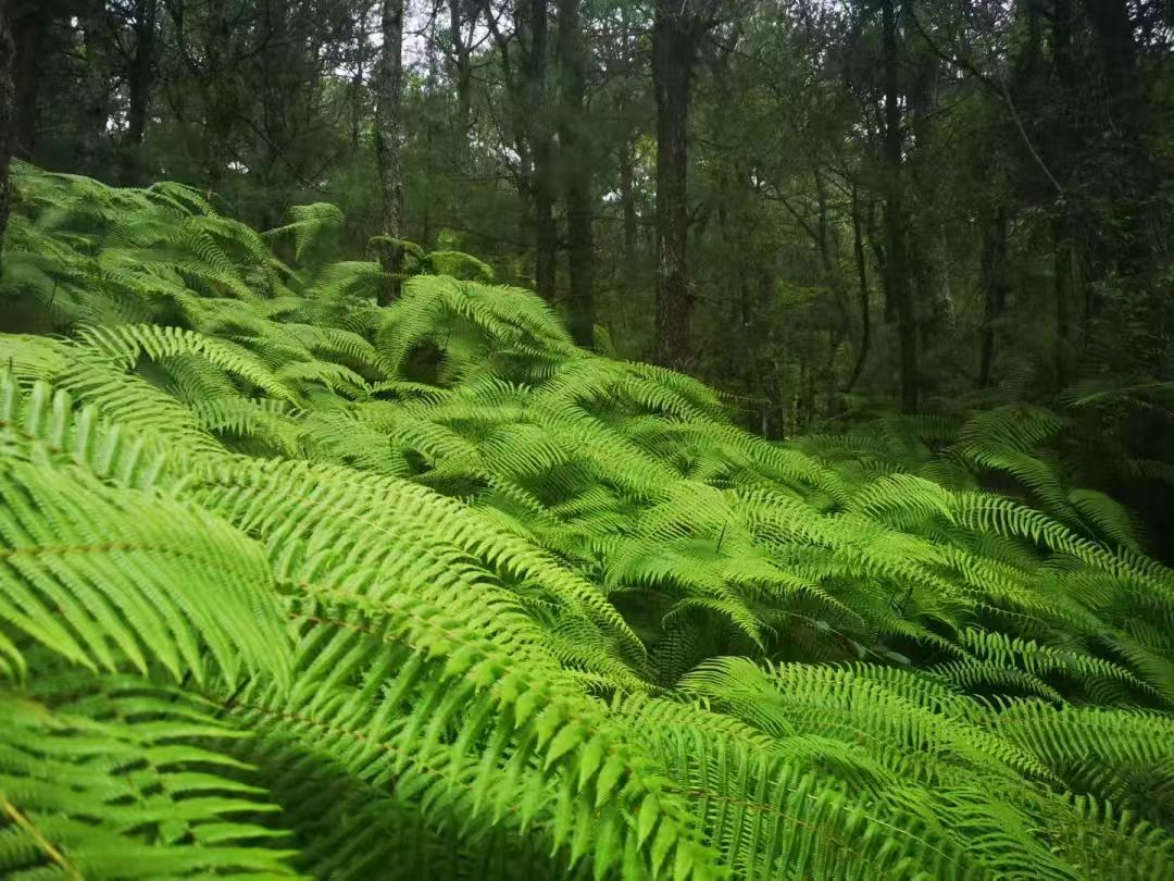 Randonnée dans la forêt de fougères (moyenne distance) 