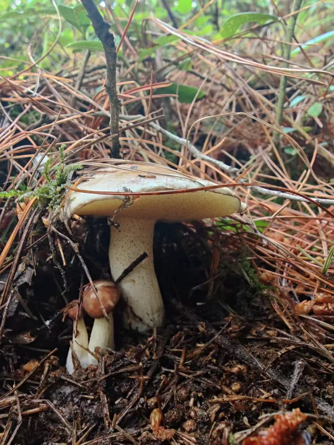 Randonnée dans la forêt de fougères (moyenne distance) 