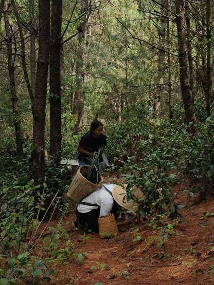 Randonnée dans la forêt de fougères (moyenne distance) 