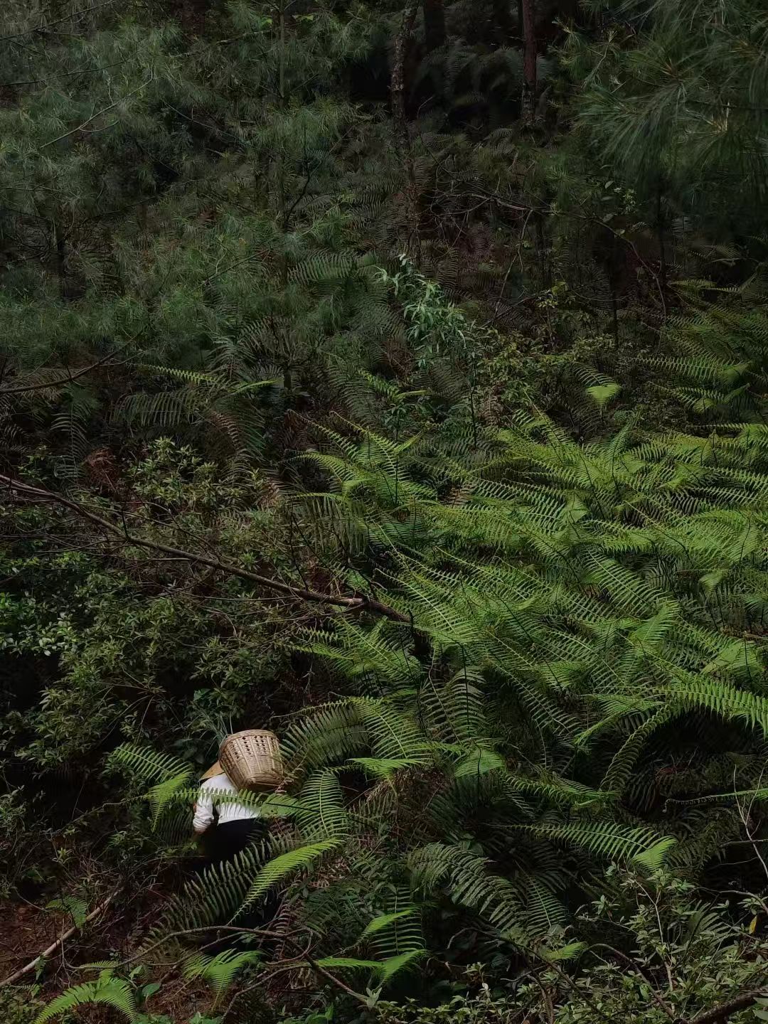 Randonnée dans la forêt de fougères (moyenne distance) 