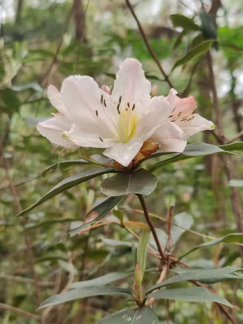 Randonnée dans la forêt de fougères (moyenne distance) 