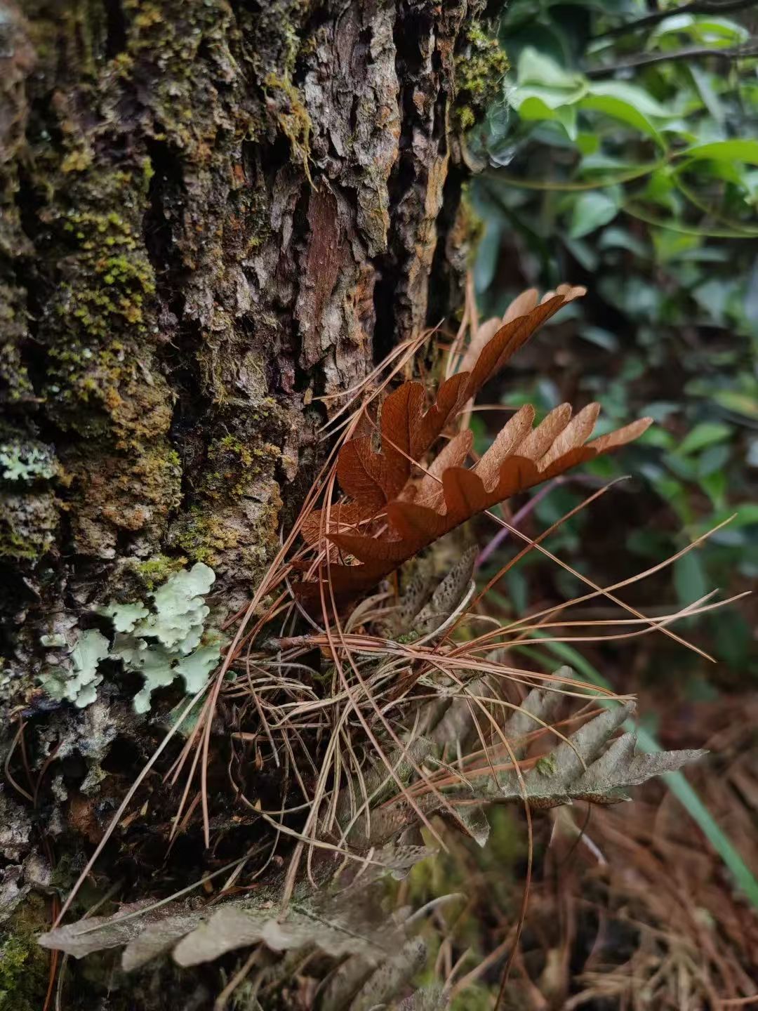 Randonnée dans la forêt de fougères (moyenne distance) 