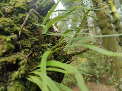 Randonnée dans la forêt de fougères (moyenne distance) 