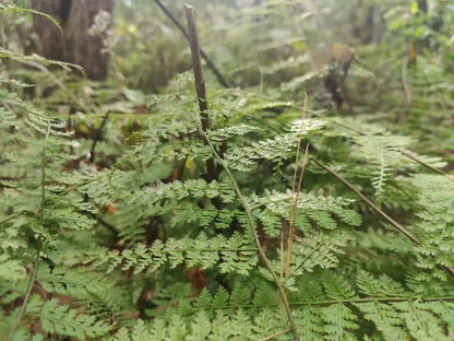 Randonnée dans la forêt de fougères (moyenne distance) 