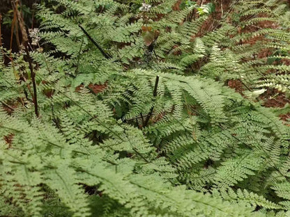 Randonnée dans la forêt de fougères (moyenne distance) 