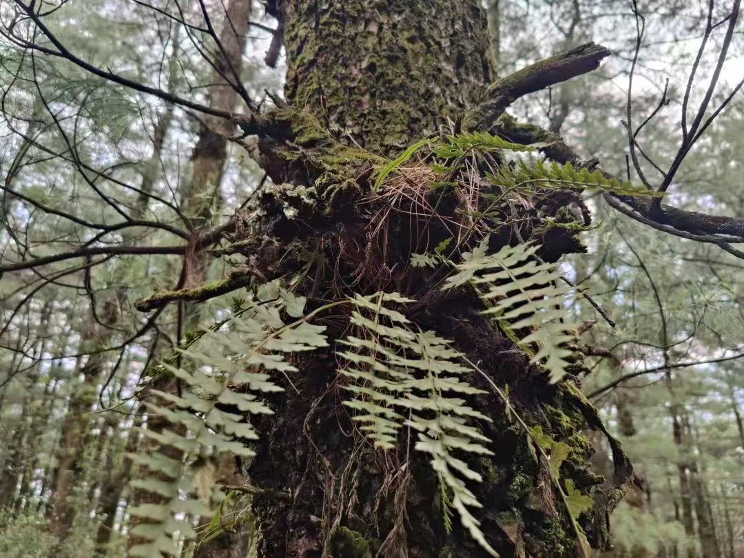 Randonnée dans la forêt de fougères (moyenne distance) 