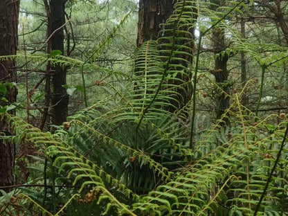 Randonnée dans la forêt de fougères (moyenne distance) 