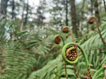 Randonnée dans la forêt de fougères (moyenne distance) 