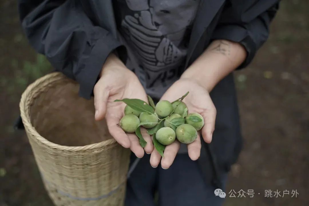 （6月、7月）深山で梅を採る | 青梅酒を1本醸造する 