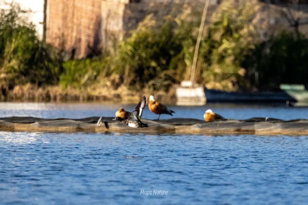 Vogelbeobachtungsausflug mit dem Boot auf dem See | Tauchen Sie tief in die Natur ein (Dienstag, Samstag)