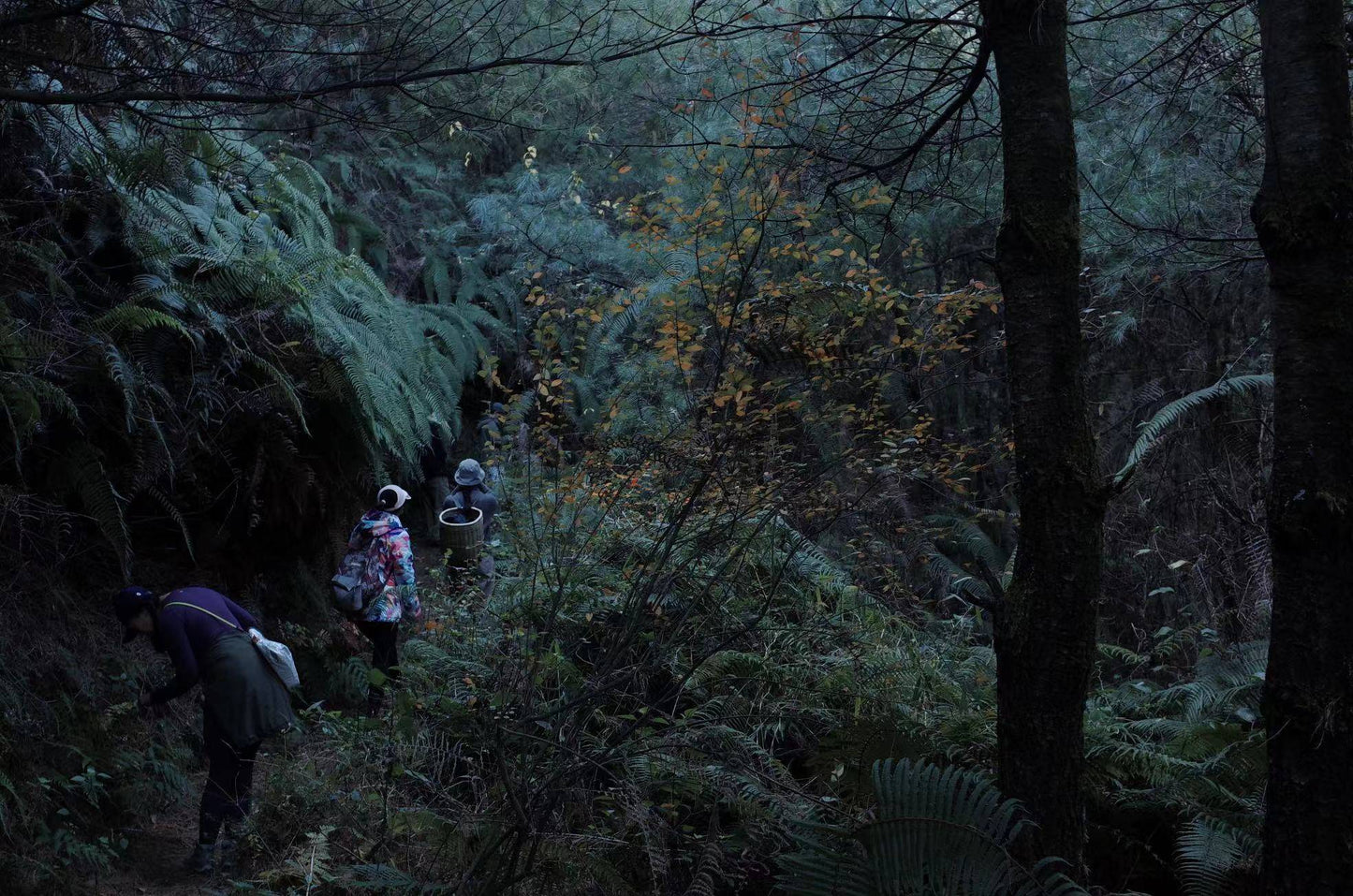 Caminata ligera por Kuosongping | Campos, arroyos y bosques