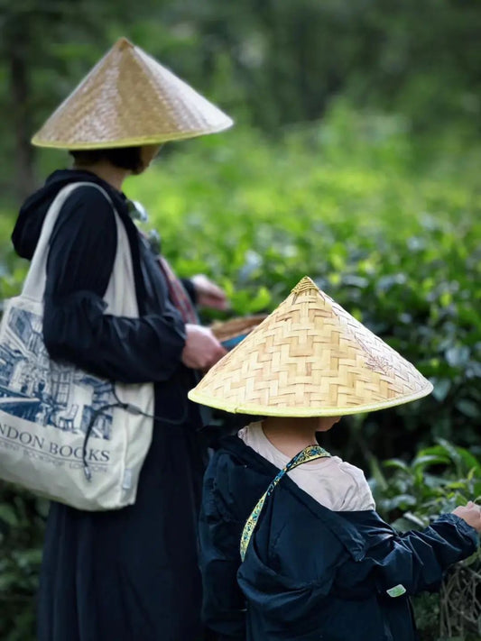 （4月-11月）采茶炒茶 | 溪畔的茶园