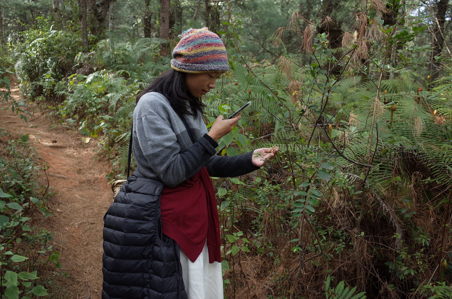 Go to Cangshan Mountain to pick pine cones and pine nuts 