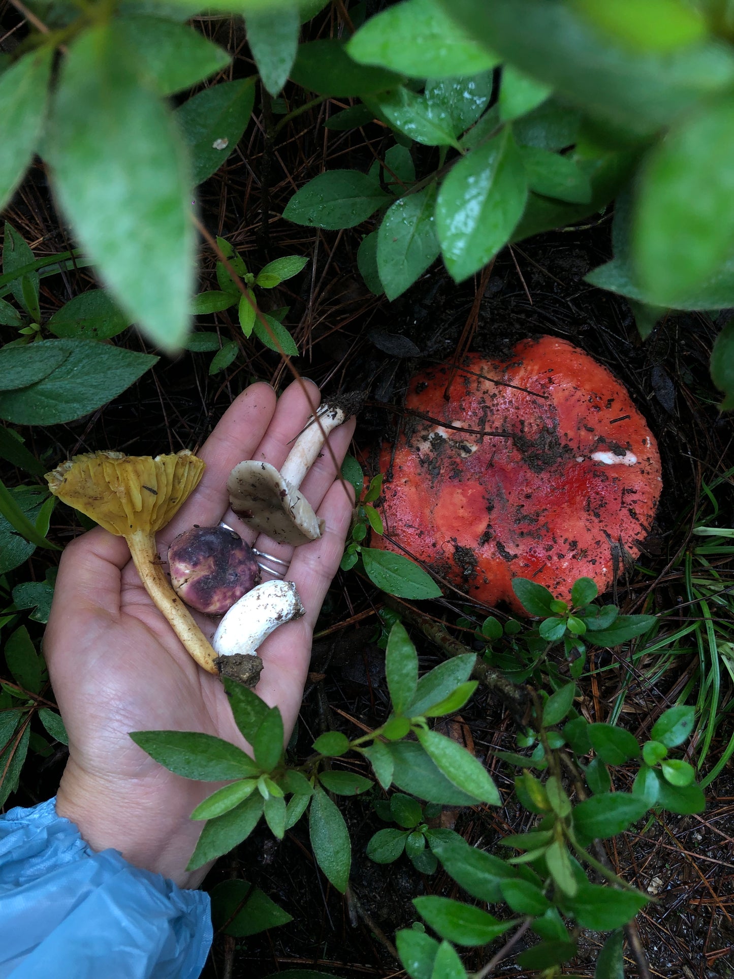 Mini recogida de piñones y recolección de setas en el bosque