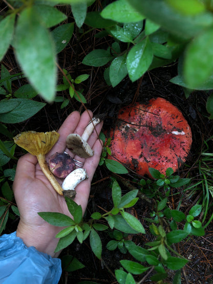 Mini recogida de piñones y recolección de setas en el bosque