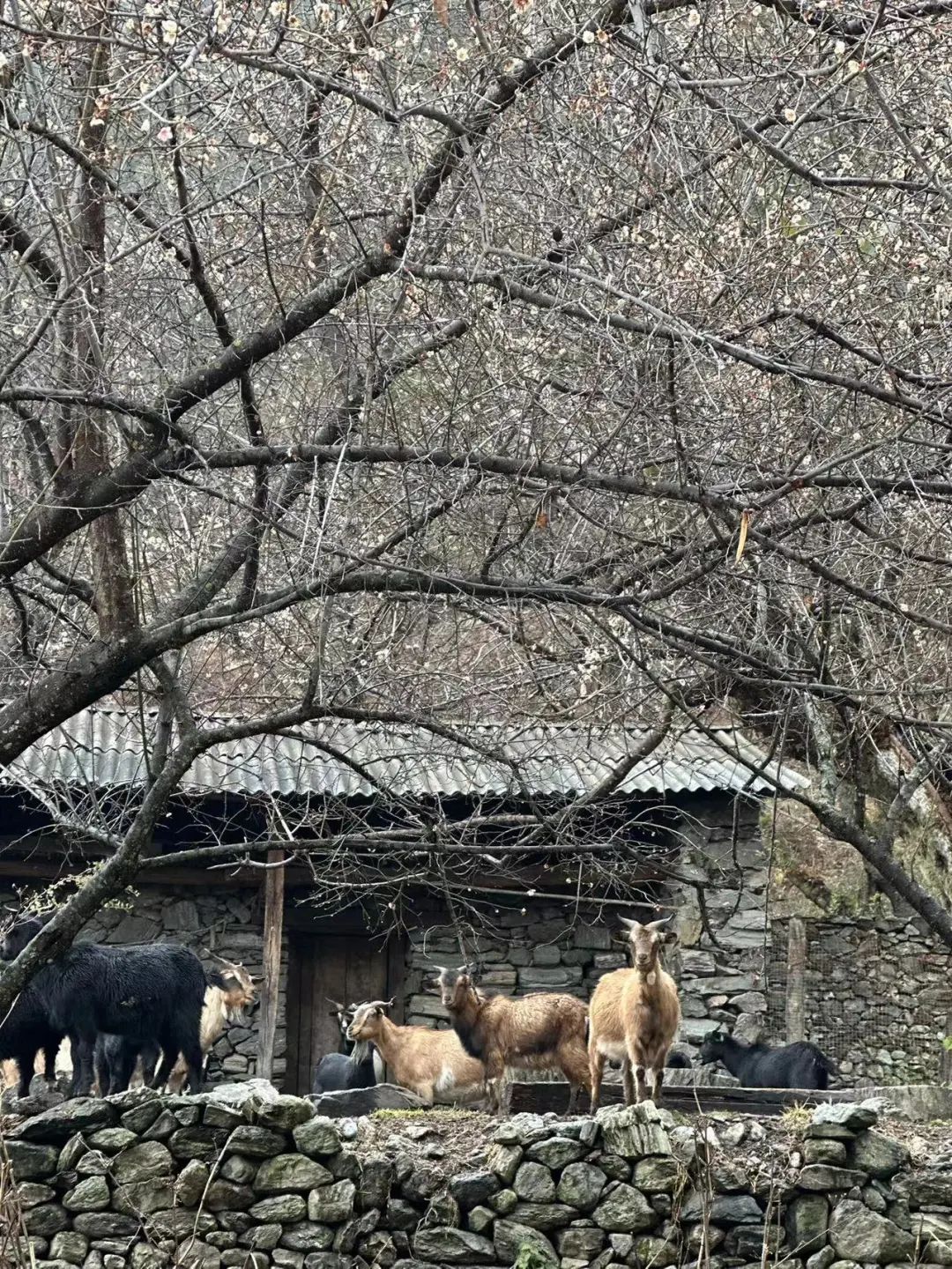 시포 깊은 산 속 &#39;친척&#39; 집에서 보낸 하루 | 창산의 저편