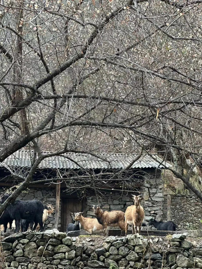 西の山の中の「親戚」の家で過ごした一日 | 苍山の反対側 