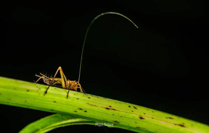 (Solo en verano) Observación nocturna de insectos | Al pie de la montaña Cangshan