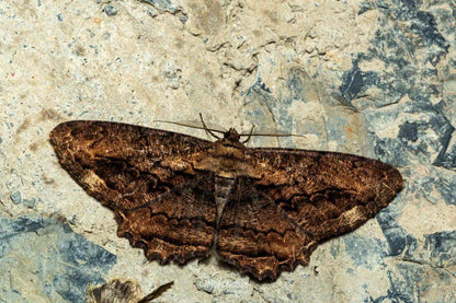 (Nur im Sommer) Nächtliche Insektenbeobachtung | Am Fuße des Cangshan-Berges