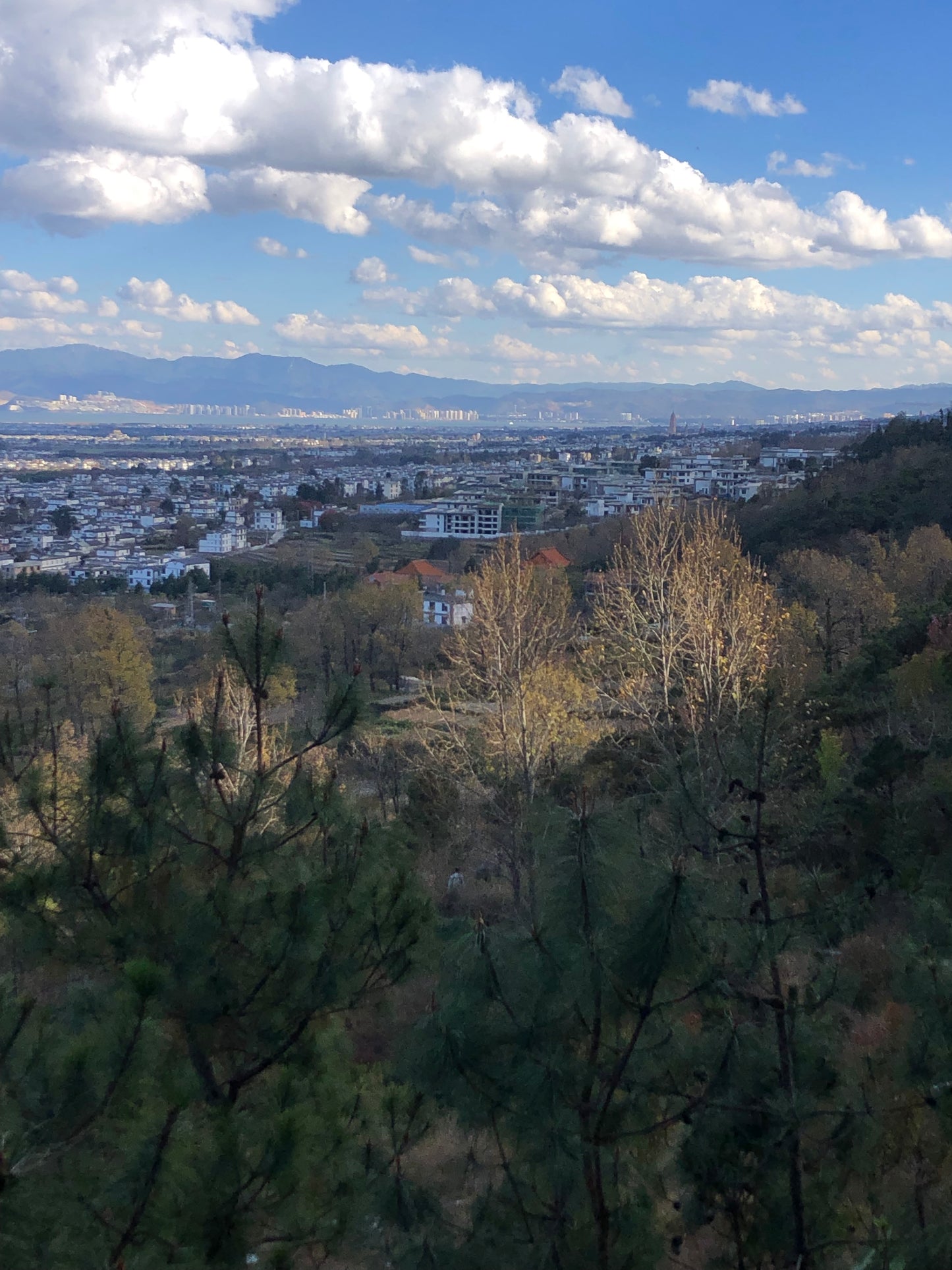 去苍山野道捡松果松子