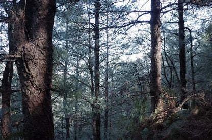 Caminata ligera por Kuosongping | Campos, arroyos y bosques