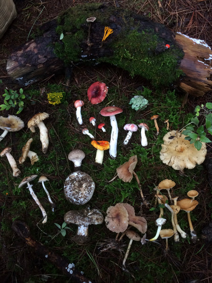 Mini recogida de piñones y recolección de setas en el bosque