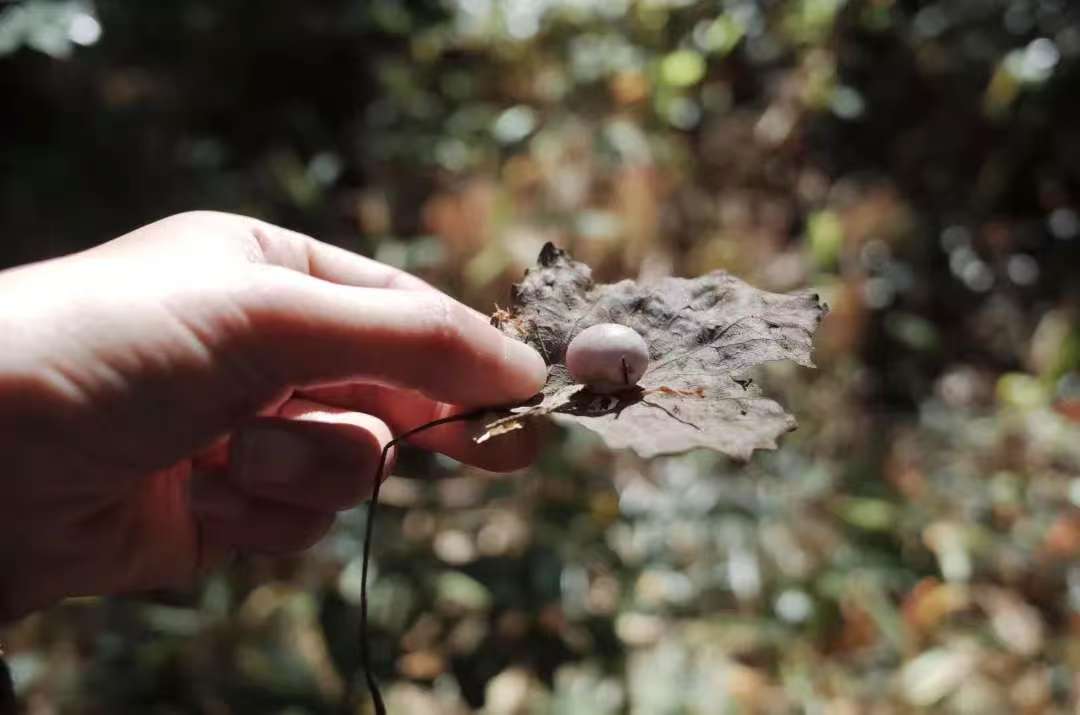 Li Zhenhao | Pequeño paisaje de hongos en la montaña Cangshan