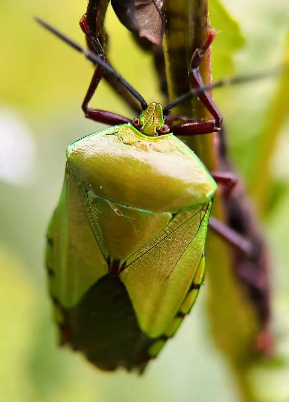 Observaciones y notas sobre la naturaleza | Aves, plantas e insectos