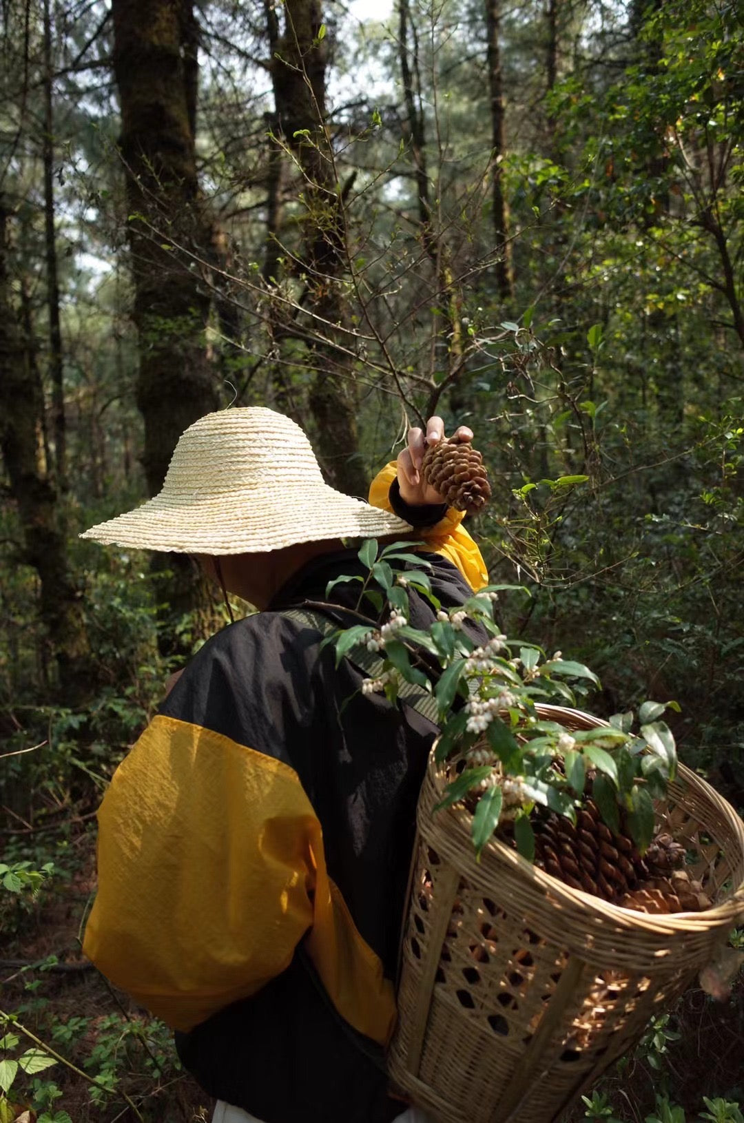 Go to Cangshan Mountain to pick pine cones and pine nuts 