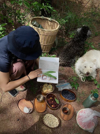 Go to Cangshan Mountain to pick pine cones and pine nuts 