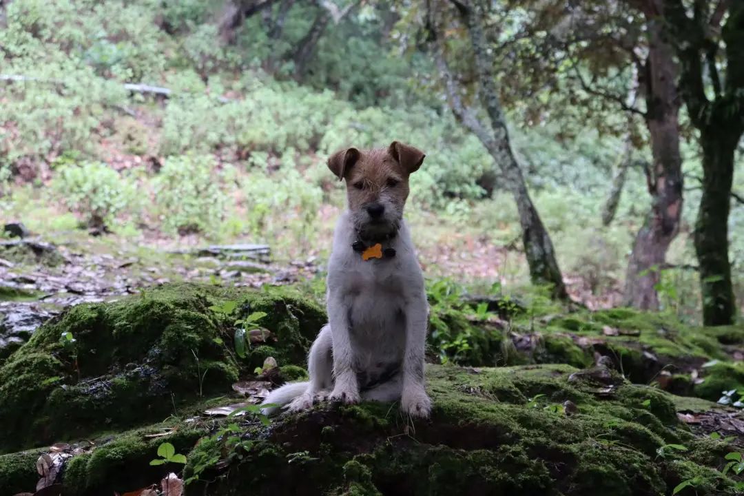 (6-11月) 苍山西坡露营