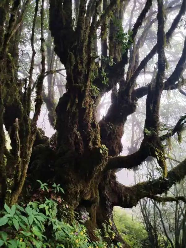 Wanderung zum Berg Jizu | Ein buddhistischer Pilgerweg (mittlere Distanz)