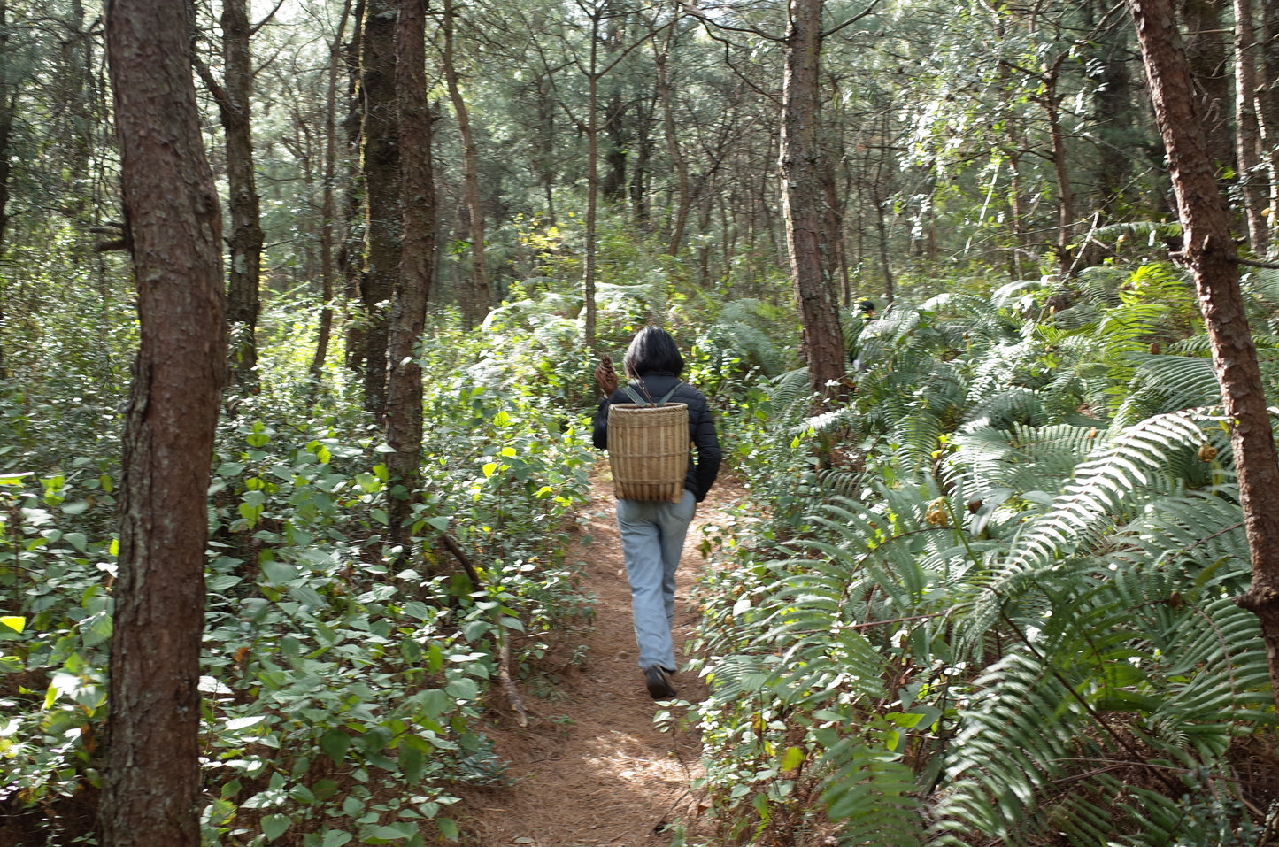 Go to Cangshan Mountain to pick pine cones and pine nuts 