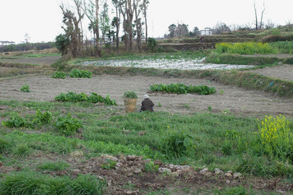 去苍山野道捡松果松子