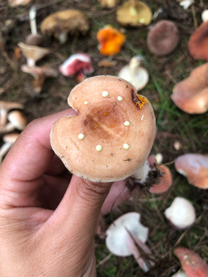 Mini recogida de piñones y recolección de setas en el bosque