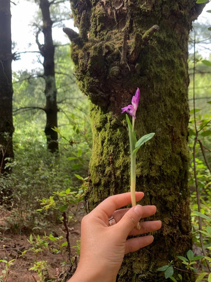 창산에 가서 솔방울과 소나무 열매를 따다