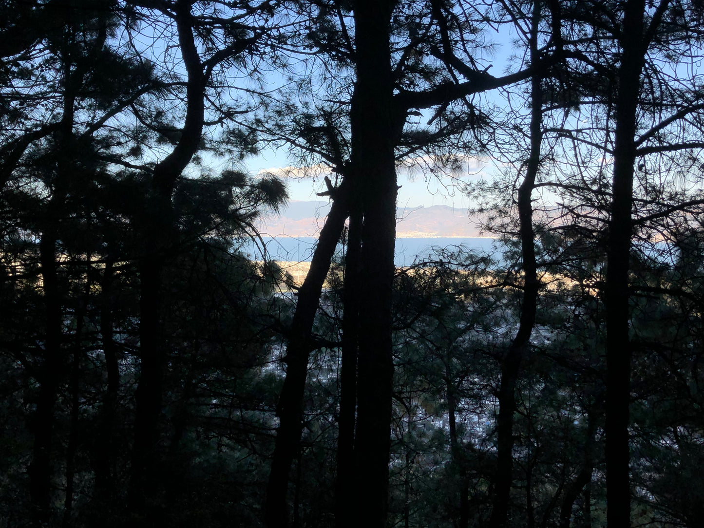 Allez à la montagne Cangshan pour cueillir des pommes de pin et des pignons de pin 