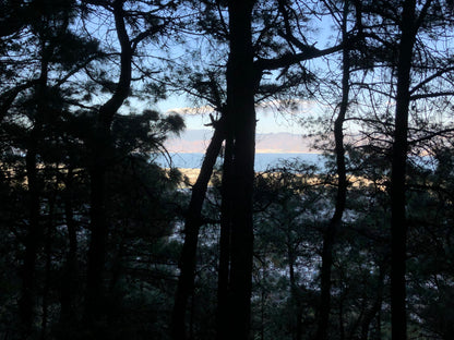 去苍山野道捡松果松子