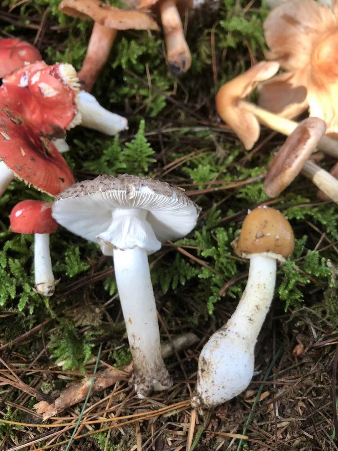 Mini recogida de piñones y recolección de setas en el bosque