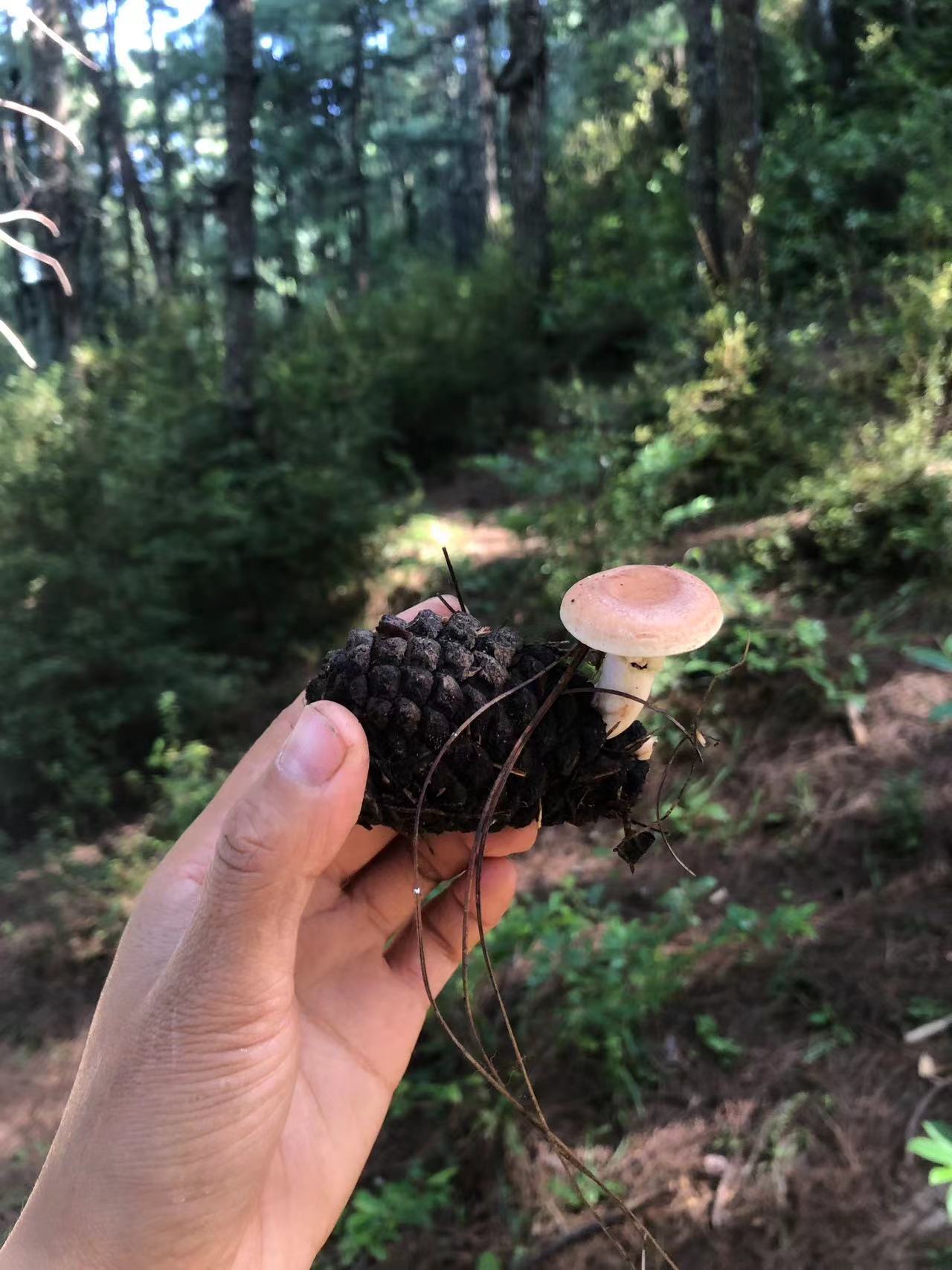 Mini recogida de piñones y recolección de setas en el bosque