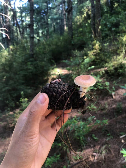 Mini recogida de piñones y recolección de setas en el bosque