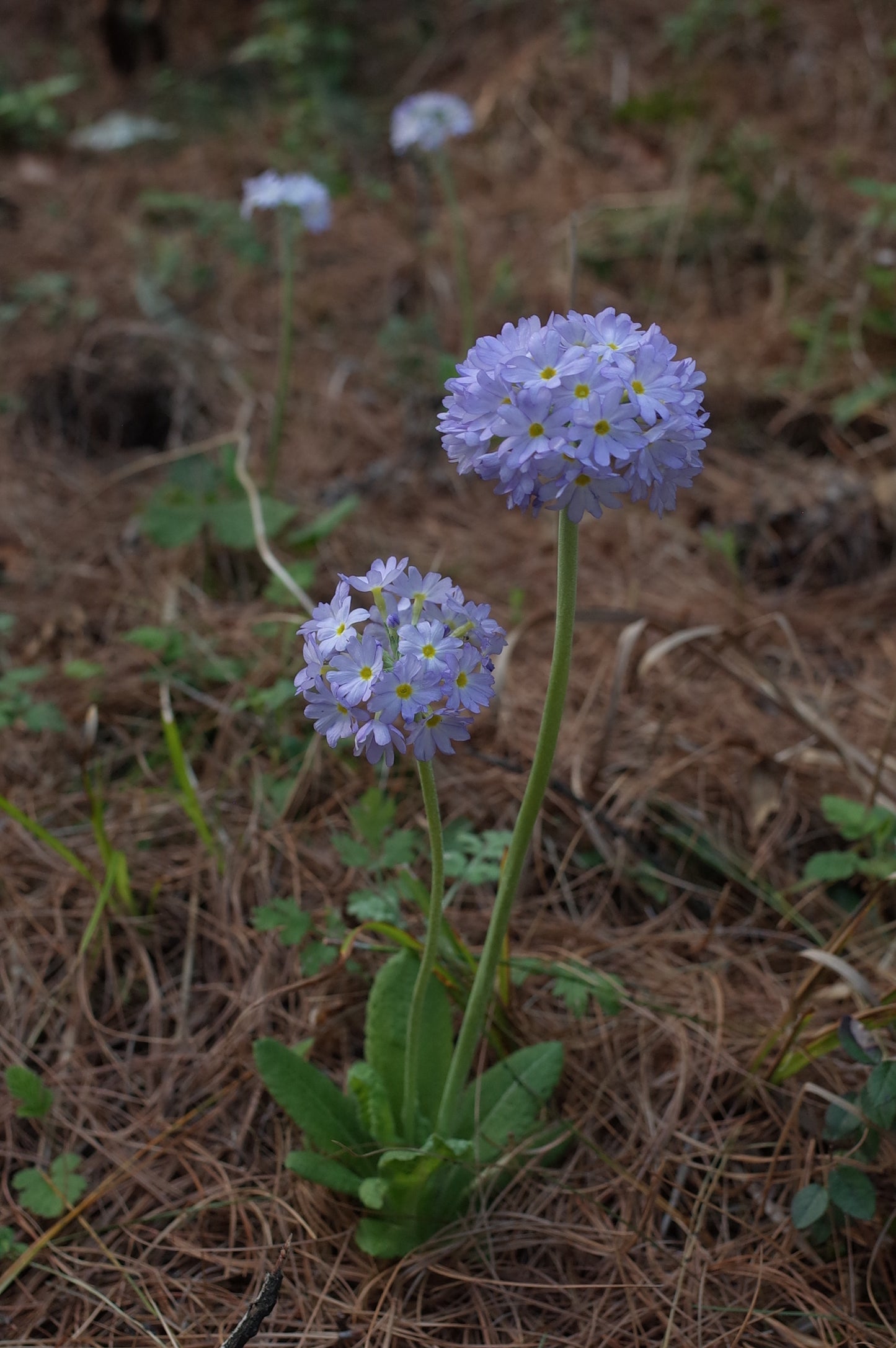 去苍山野道捡松果松子