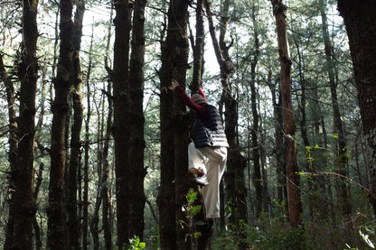 Go to Cangshan Mountain to pick pine cones and pine nuts 