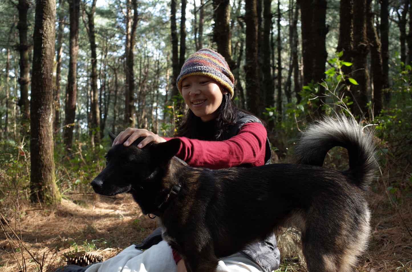 Go to Cangshan Mountain to pick pine cones and pine nuts 